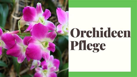 Orchideen Pflege Das M Ssen Sie Wissen Youtube