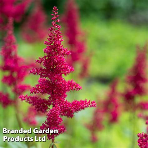 Astilbe chinensis 'Hot Pearls' | Thompson & Morgan