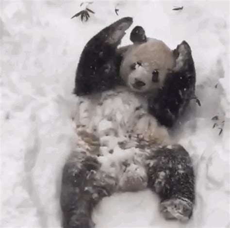 Just Look How Much Fun This D.C. Panda Is Having In The Blizzard Snow