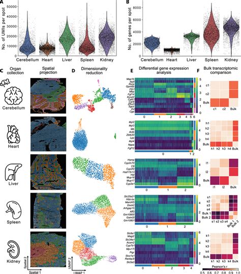 Spatial Transcriptomics Of Multiple Murine Organs With Xdbit A B Umi