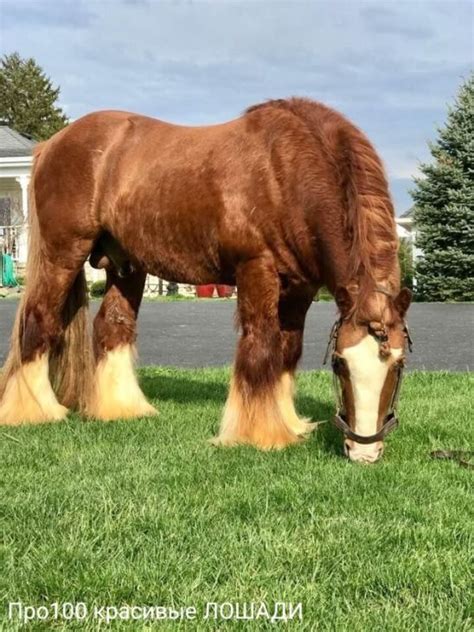Про100 красивые ЛОШАДИ | Группа на OK.ru | Вступай, читай, общайся в ...
