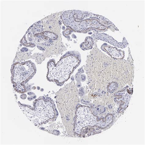 Tissue Expression Of Cdh Staining In Placenta The Human Protein Atlas