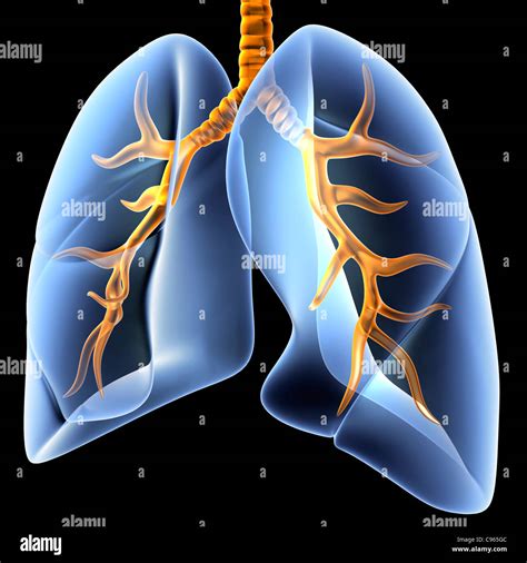 Human Lungs And Bronchial Tree High Resolution Stock Photography And