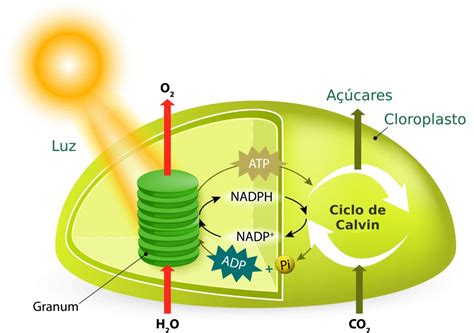 A Fotossíntese Converte Energia - Fotossíntese - reações, etapas, ilustrações - Biologia das plantas ...