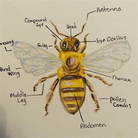 Honey bee anatomy watercolor art Original art, not... - Depop