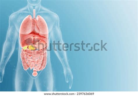 Human Anatomy Structure Internal Organs Abdominal Stock Illustration ...