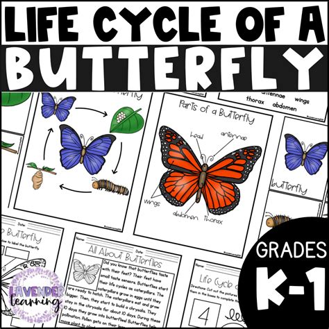 Life Cycle of a Butterfly Activities, Worksheets, Booklet - Butterfly Life Cycle - Classful