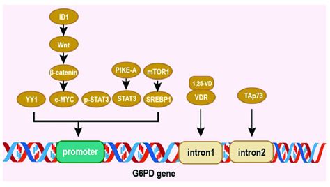 Regulation Of G6pd At The Transcriptional Level Elliptical Shape