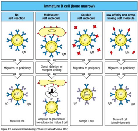 L3 B Cell Activation And Antibody Isotypes Flashcards Quizlet