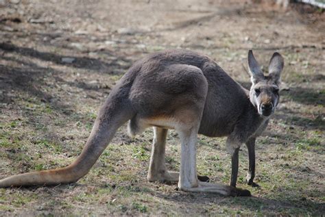 Giant Red Kangaroo - ZooChat