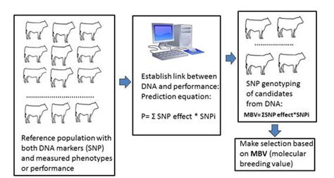 Beefgenomicpredictioncahtmlwhat Is Genomic Predictionfilesimage002