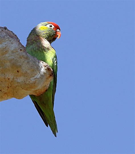 Parrot Encyclopedia | Varied Lorikeet | World Parrot Trust