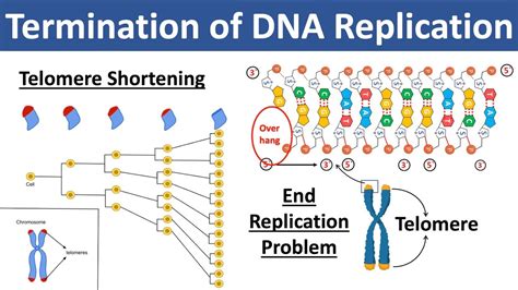 Termination Of Dna Replication What Are Telomeres Telomerase