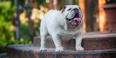 Cuanto Debe Comer Un Bulldog De 6 Meses