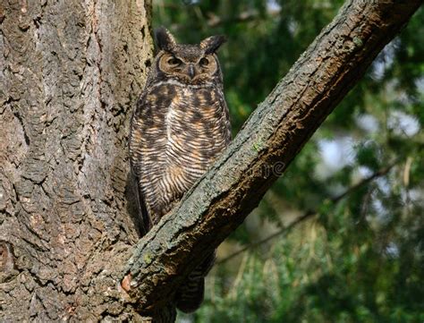 Great Horned Owl Resting On A Tree Branch Stock Image Image Of Stocky