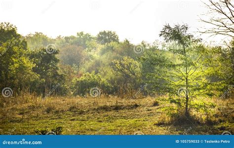 Edge of the forest stock image. Image of color, landscape - 105759033