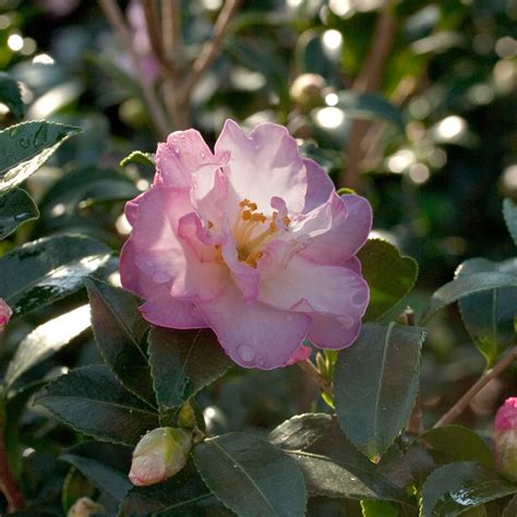 15 Types of Camellias to Grow in Your Garden