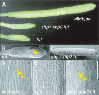 Mutations In SHP1 And SHP2 Partially Suppress The Valve Differentiation