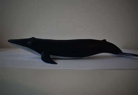 Papo 56041 Blue Whale calf - Toy Animal Wiki