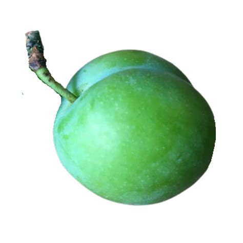 Green Gage Plum – Champlain Orchards