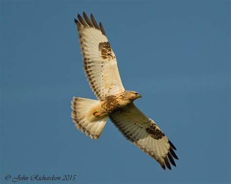 Old Man of Minsmere aka John Richardson: Very Showy Rough-legged ...