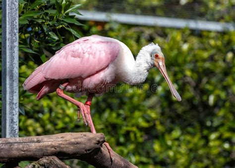 Roseate Spoonbill Platalea Ajaja In The Americas Stock Image Image