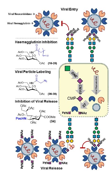 Metabolic Labelling Of Sialic Acids To Track And Perturb Viral