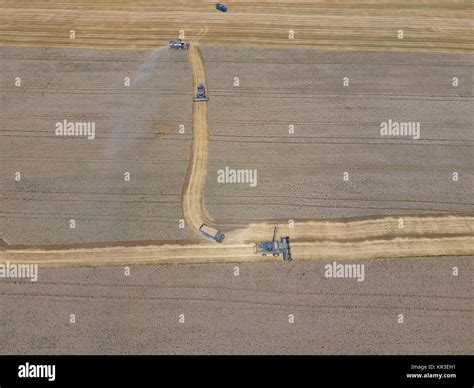 Harvesting wheat harvester Stock Photo - Alamy