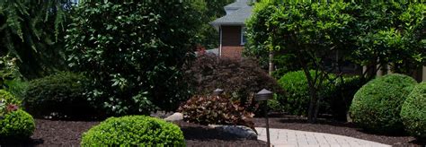 Moyer Tree Shrub Care Fertilization