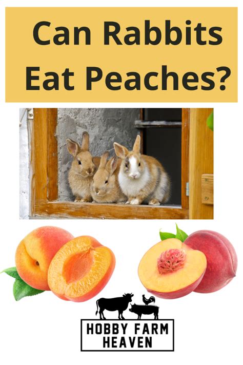 Can Rabbits Eat Peaches Fruits For Rabbits Hobby Farm Heaven