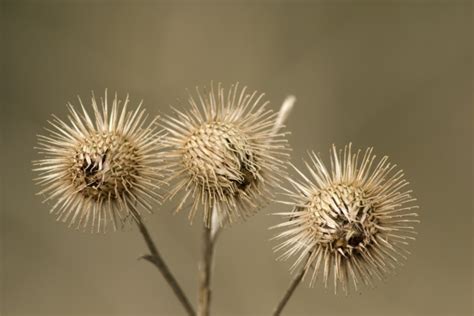 Une Plante Inspirante Buzzons Particules De Savoir