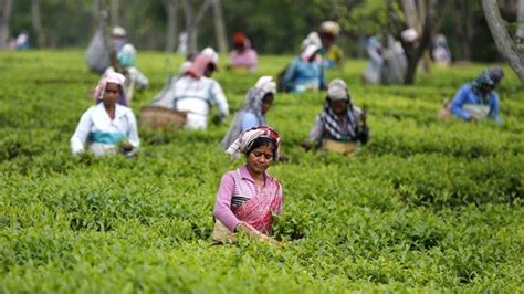 The role of women on Sri Lankan tea plantations - kiptra