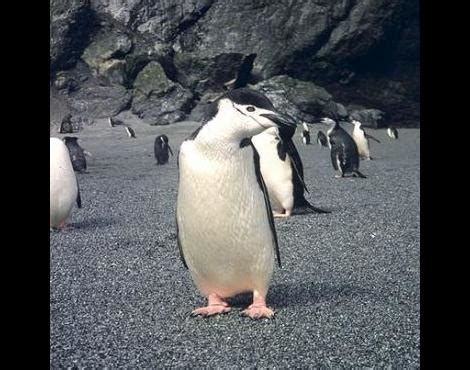 Manchot à jugulaire Pygoscelis Antarcticus Animaux Zooz Wiki