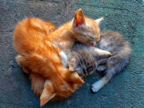 Three Kittens Sleeping Together. Tenderness Concept Stock Photo - Image ...