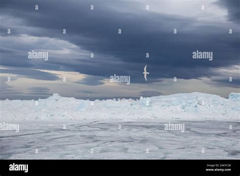 Snow Petrel flying with drake clouds behind, Antarctica Stock Photo - Alamy