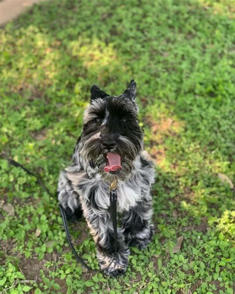 Merle Miniature Schnauzer - Stud Dog in Edinburg, Texas, United States | Breed Your Dog