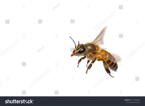 Close Flying Bee Isolated On White Stock Photo 1154746366 | Shutterstock