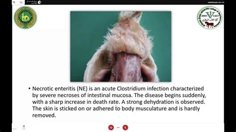 امراض الدواجنnecrotic Enteritis In Chickensavian Spirochetosis Youtube