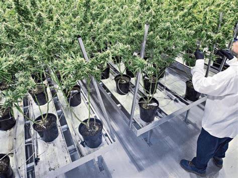 Este Es El Primer Laboratorio De Cannabis Indoor De Latinoamérica