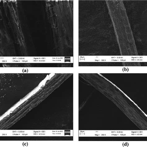 SEM Of Untreated A And Treated 5 NaOH 2 H B 5 NaOH 4 H C