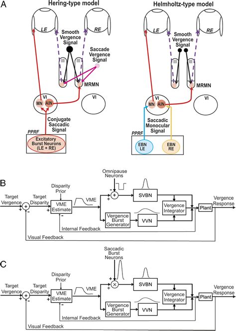 Neural Control Of Rapid Binocular Eye Movements Saccade Vergence Burst