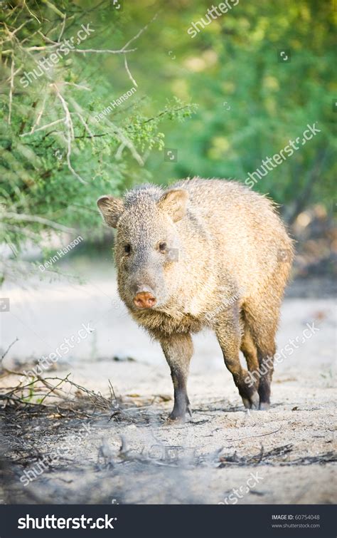 Wild Javelina Desert Tucson Arizona Stock Photo 60754048 Shutterstock