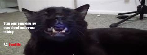 funny animal videos cats can talk 6