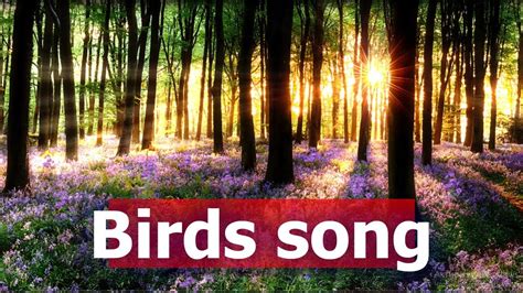 Forest Birds Song For Sleeping Relaxation And Meditation Sounds