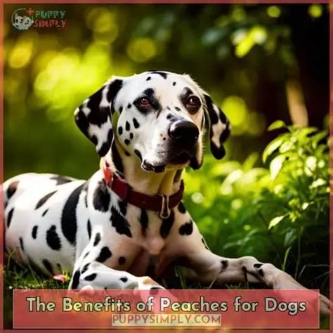 Can Dogs Eat Fresh Peaches? Nutritional Benefits and Risks