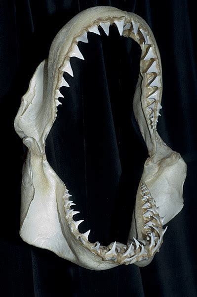 Pictures Of Shark Teeth And Shark Jaws