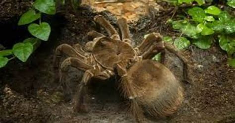 Goliath bird eating spider habitat: Geographic range and Ecological ...