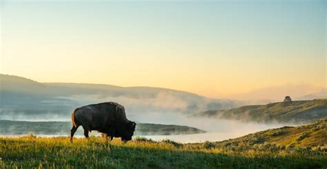 Cuál es el mejor momento para visitar Yellowstone Guía estacional