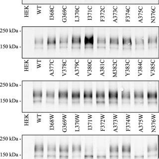 Western Blots Of Cysteine And Tryptophan Substitution Mutants Triton