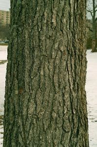 American Sweetgum | Yale Nature Walk